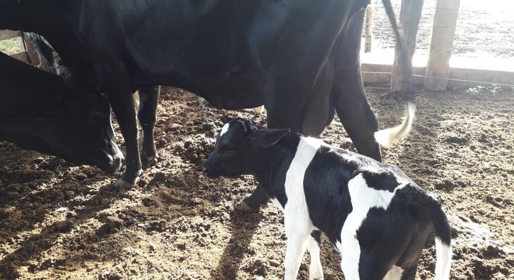 Prefeitura retoma inseminação artificial do rebanho nesta terça-feira, 29
