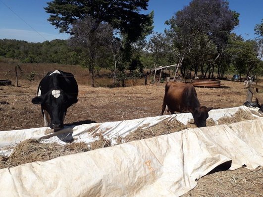 Seder inicia protocolos de inseminação artificial em dez propriedades da zona rural de Palmas
