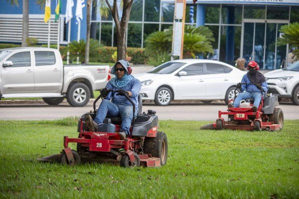 Capim cresce em média cinco centímetros ao dia em época de muitas chuvas